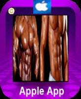 Abdominal Training Exercise Apple App